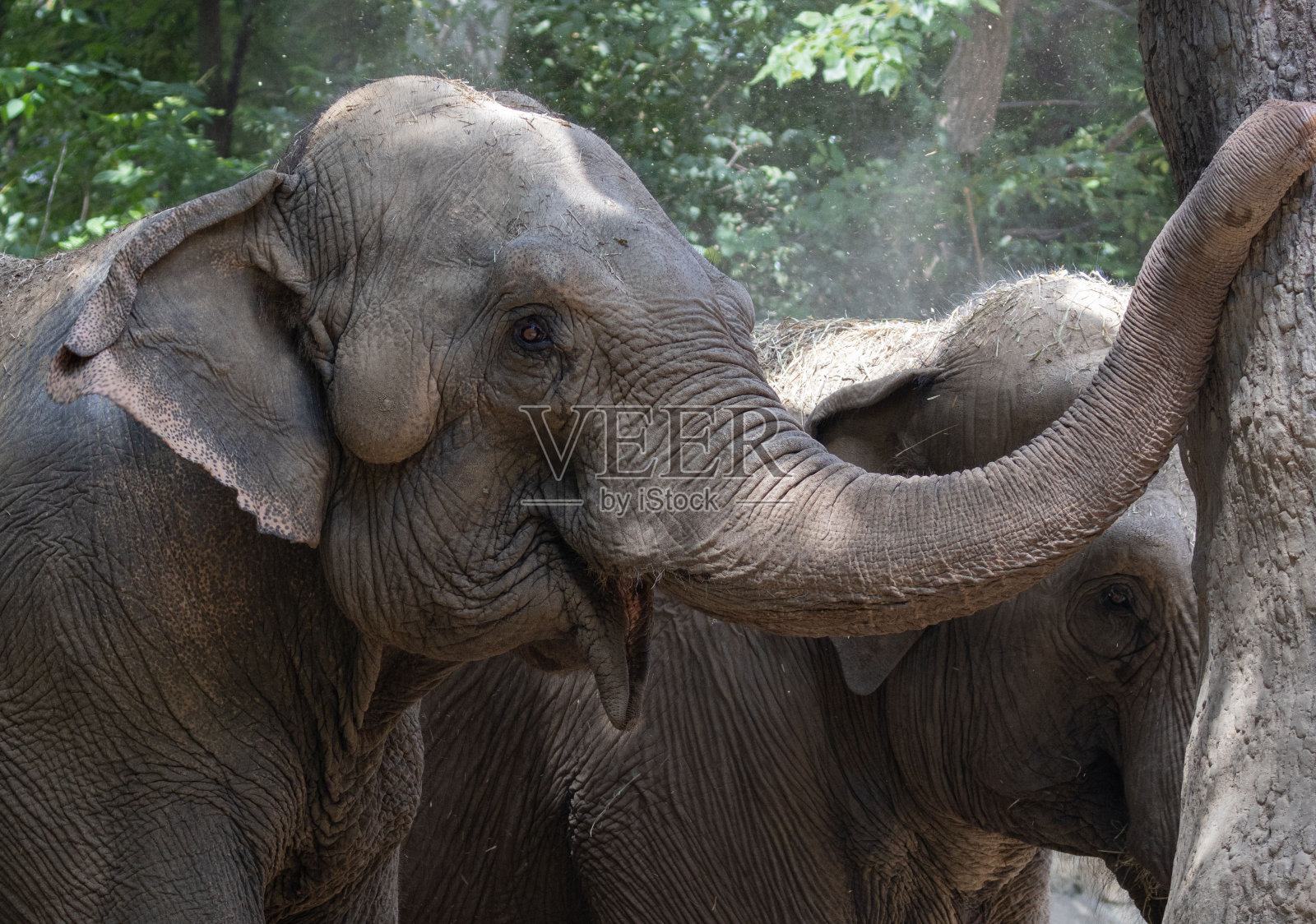 无象牙的印度象(大象属)照片摄影图片
