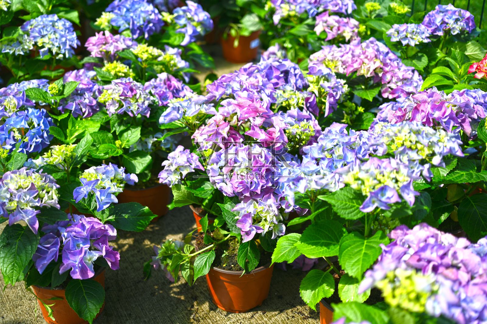 在阳光下的花园中美丽的蓝色绣球花植物的特写照片摄影图片