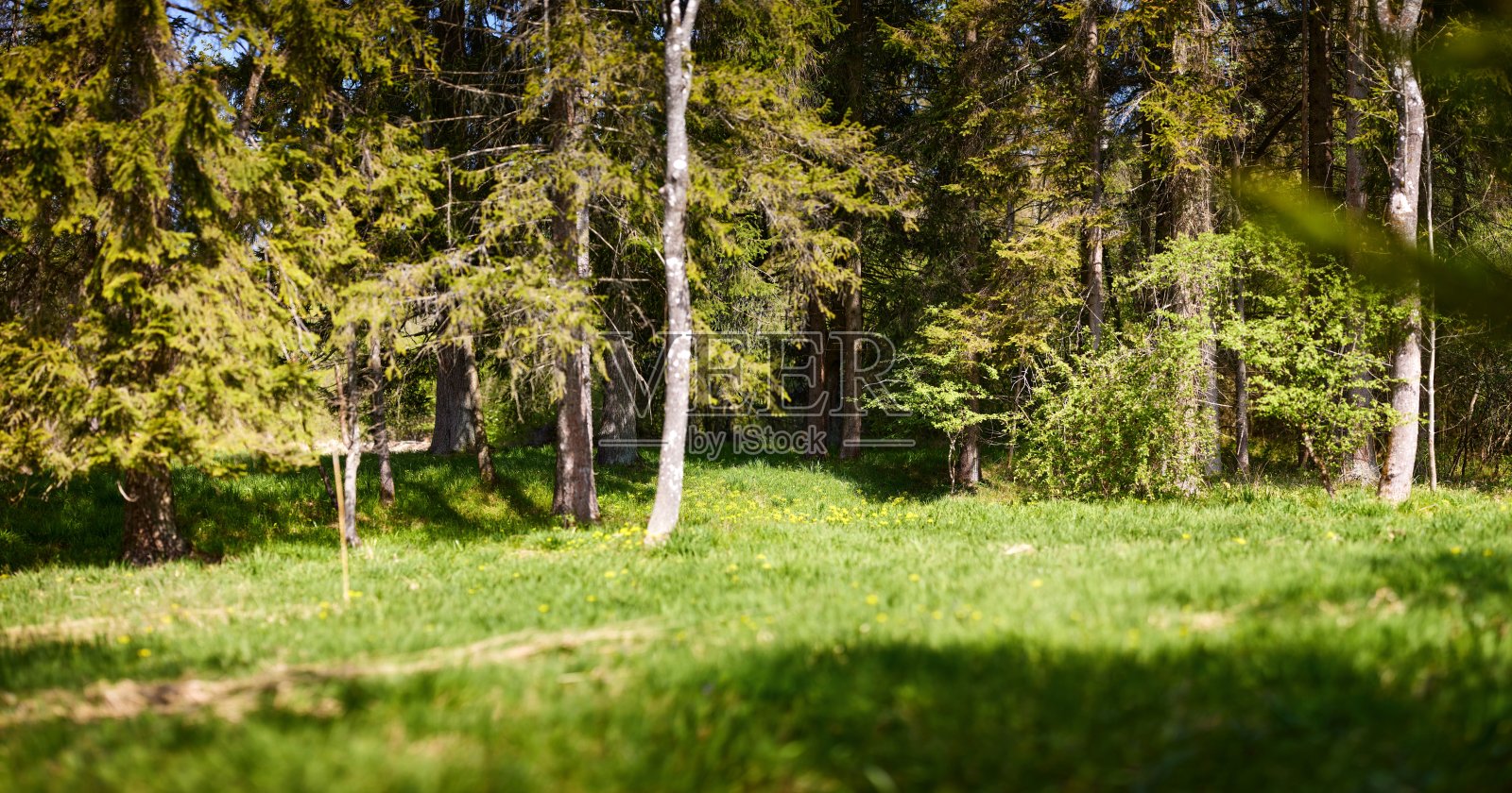 在阳光明媚的一天,德国巴伐利亚州,松树映衬下的绿色草地照片摄影图片