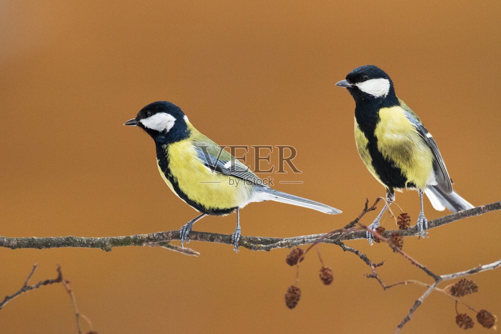 彩色的大山雀栖息在树上,水平拍摄,野生动物在波兰,欧洲照片摄影图片