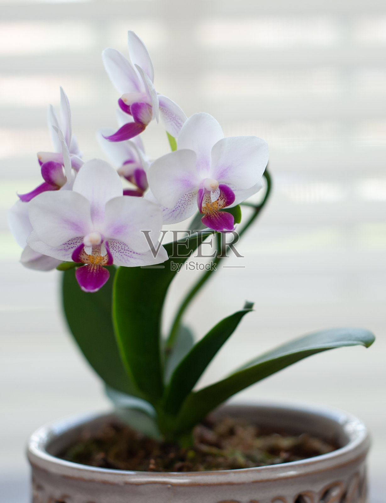 白色和品红兰花照片摄影图片