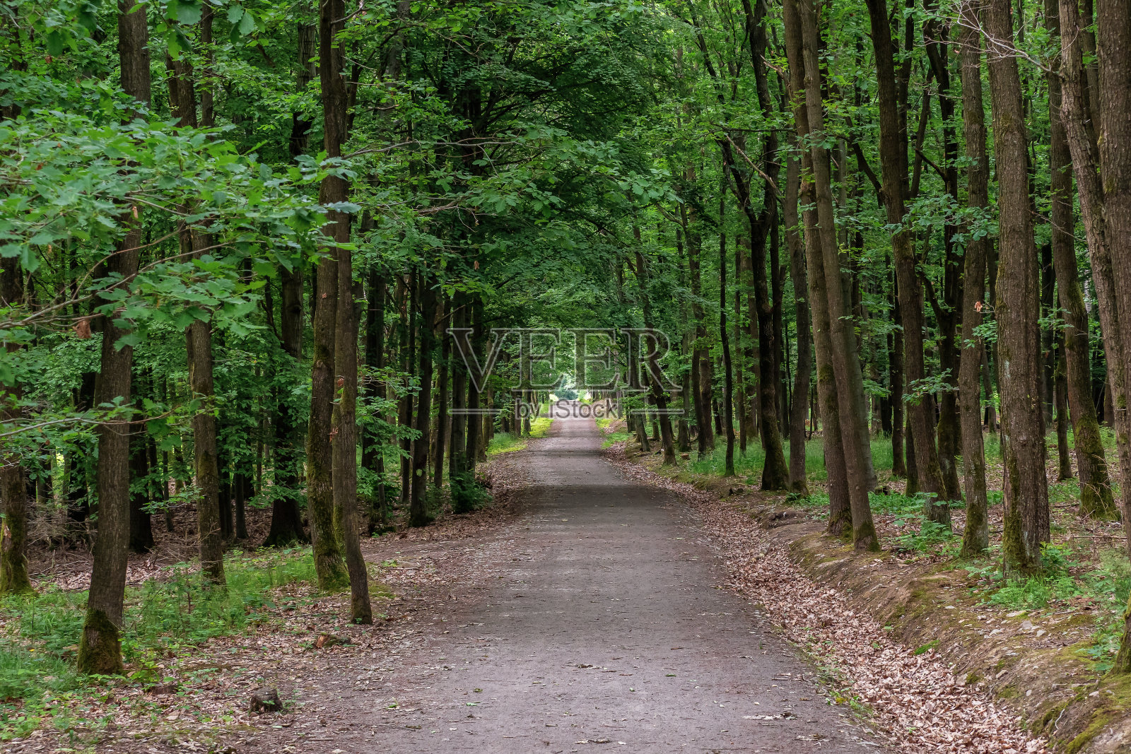 森林里的步道。森林的路。照片摄影图片