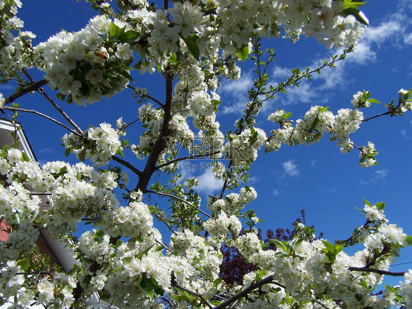 樱花和蜜蜂照片摄影图片