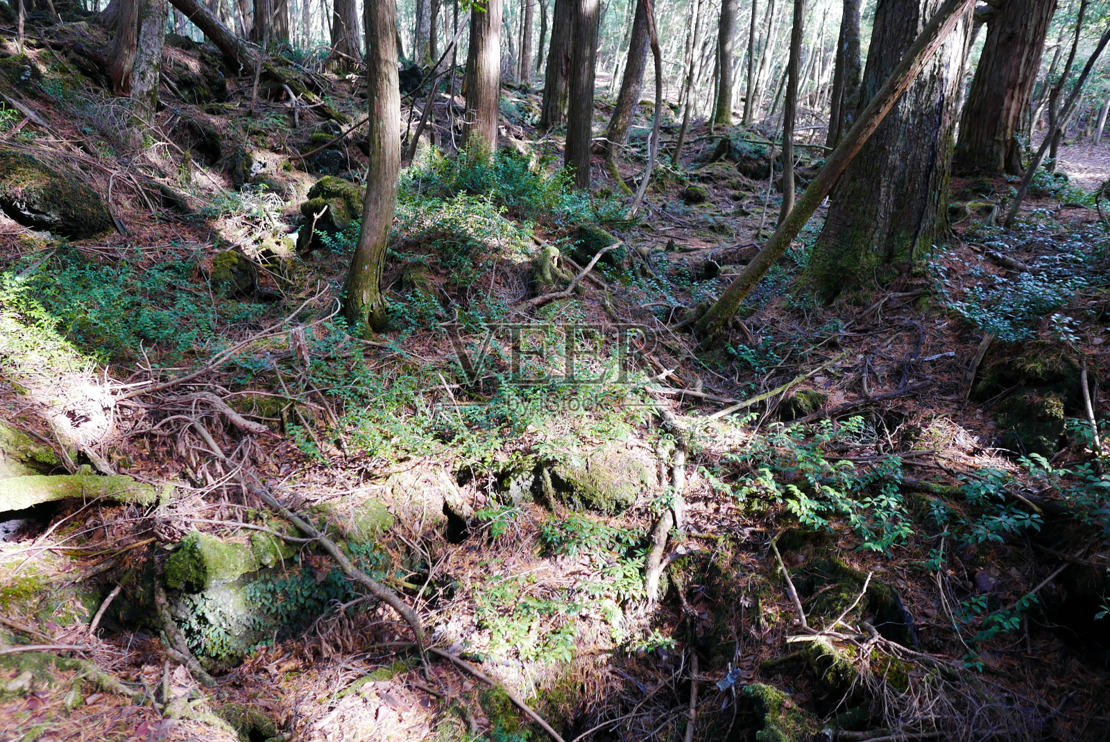 青木原树海九海在富士山静冈县和山梨县,日本。照片摄影图片