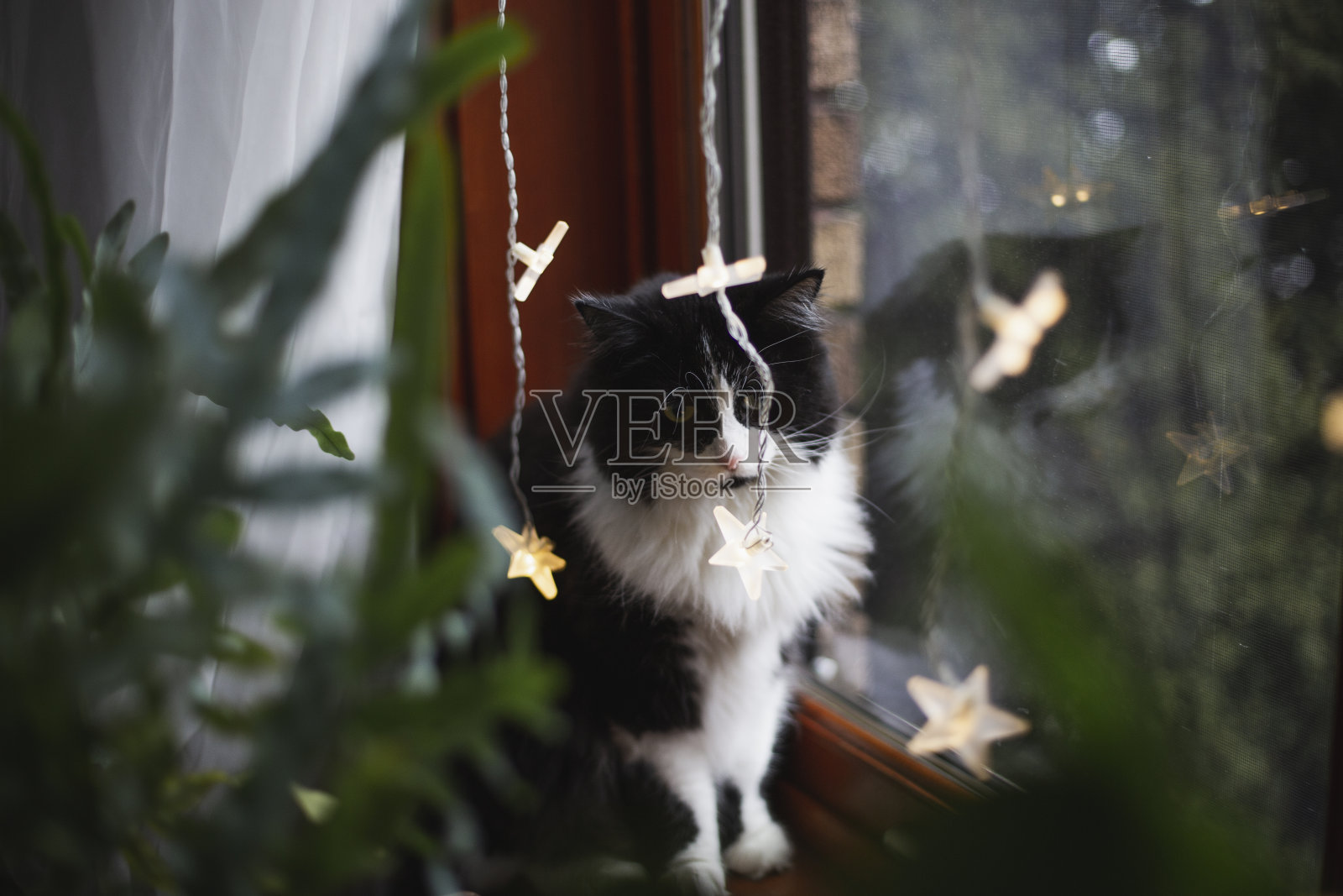 窗户上的圣诞彩灯照片摄影图片