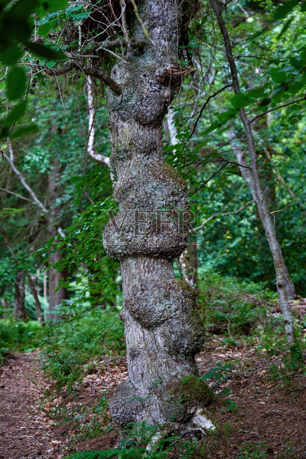 尼斯湖森林中一棵多节树的树干照片摄影图片