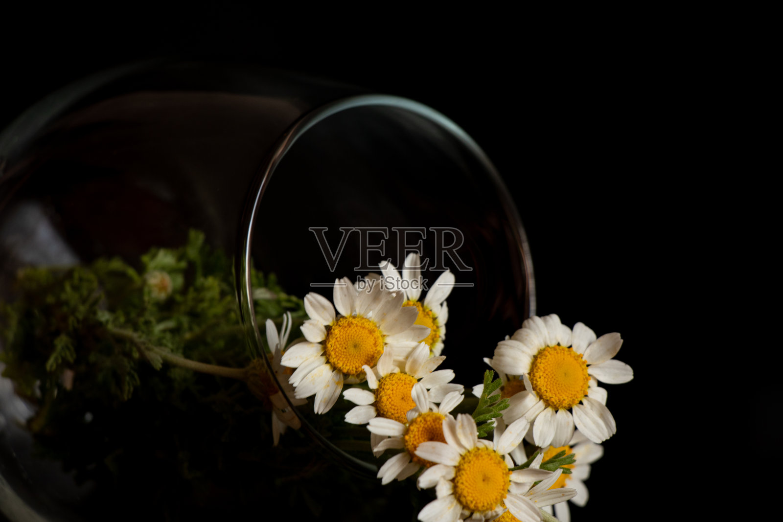 在vazi特写黑色背景上的洋甘菊花照片摄影图片