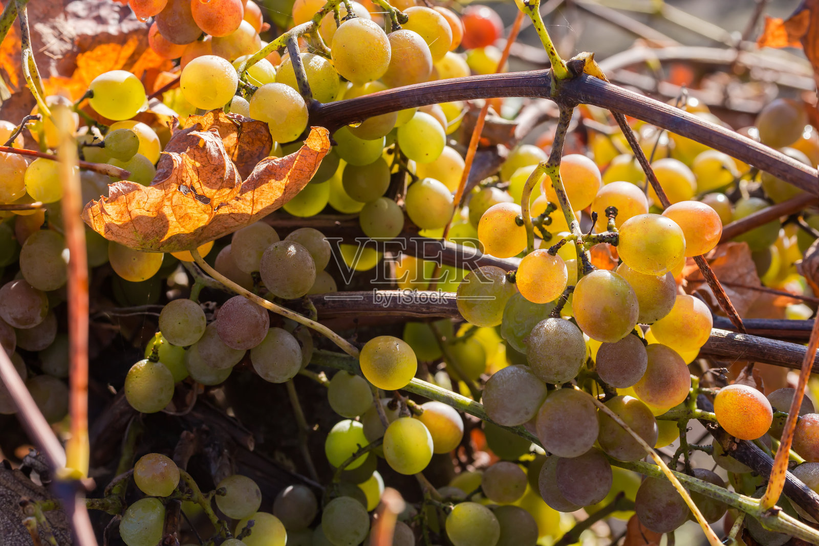 葡萄藤上挂着一串串白色的葡萄,上面沾满了露水照片摄影图片