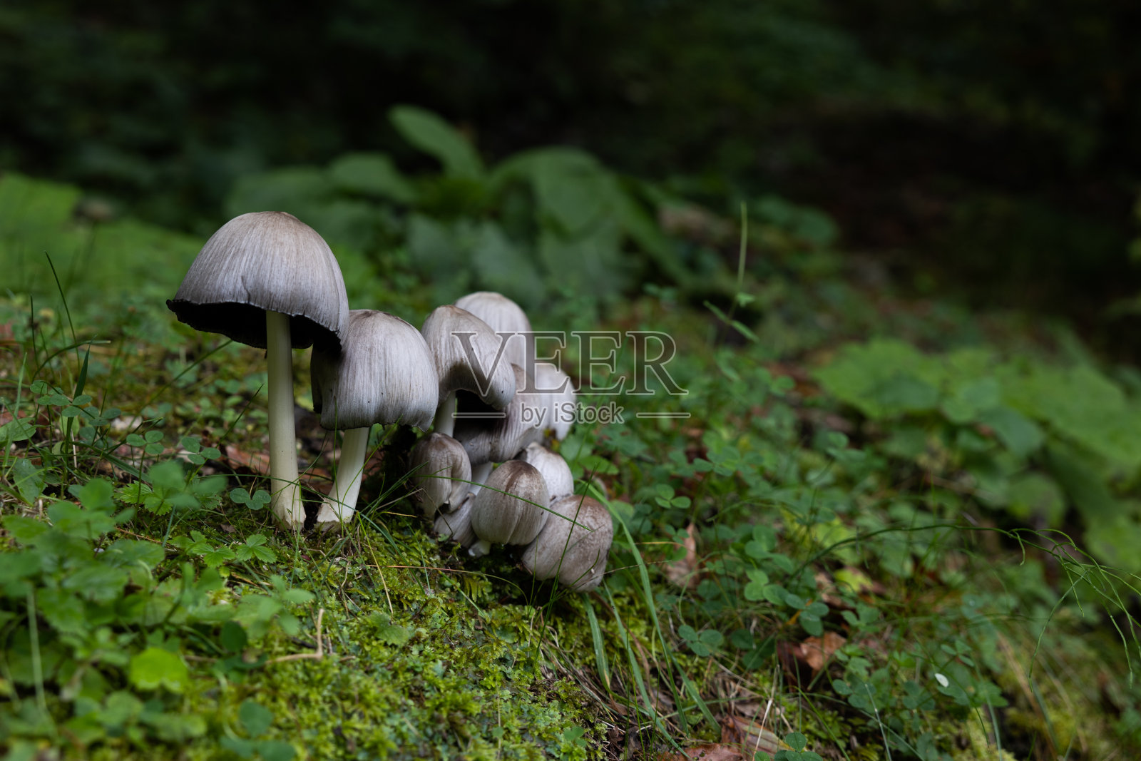 宏观视图的一小群灰色蘑菇,生长在一些绿色苔藓和附近的其他小地面植物照片摄影图片
