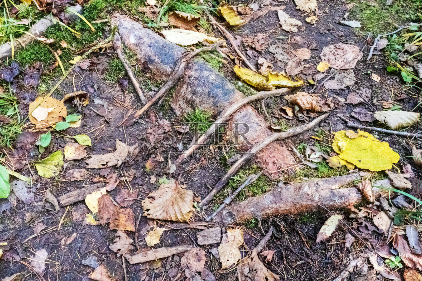 树根插在地上,旁边是落叶照片摄影图片