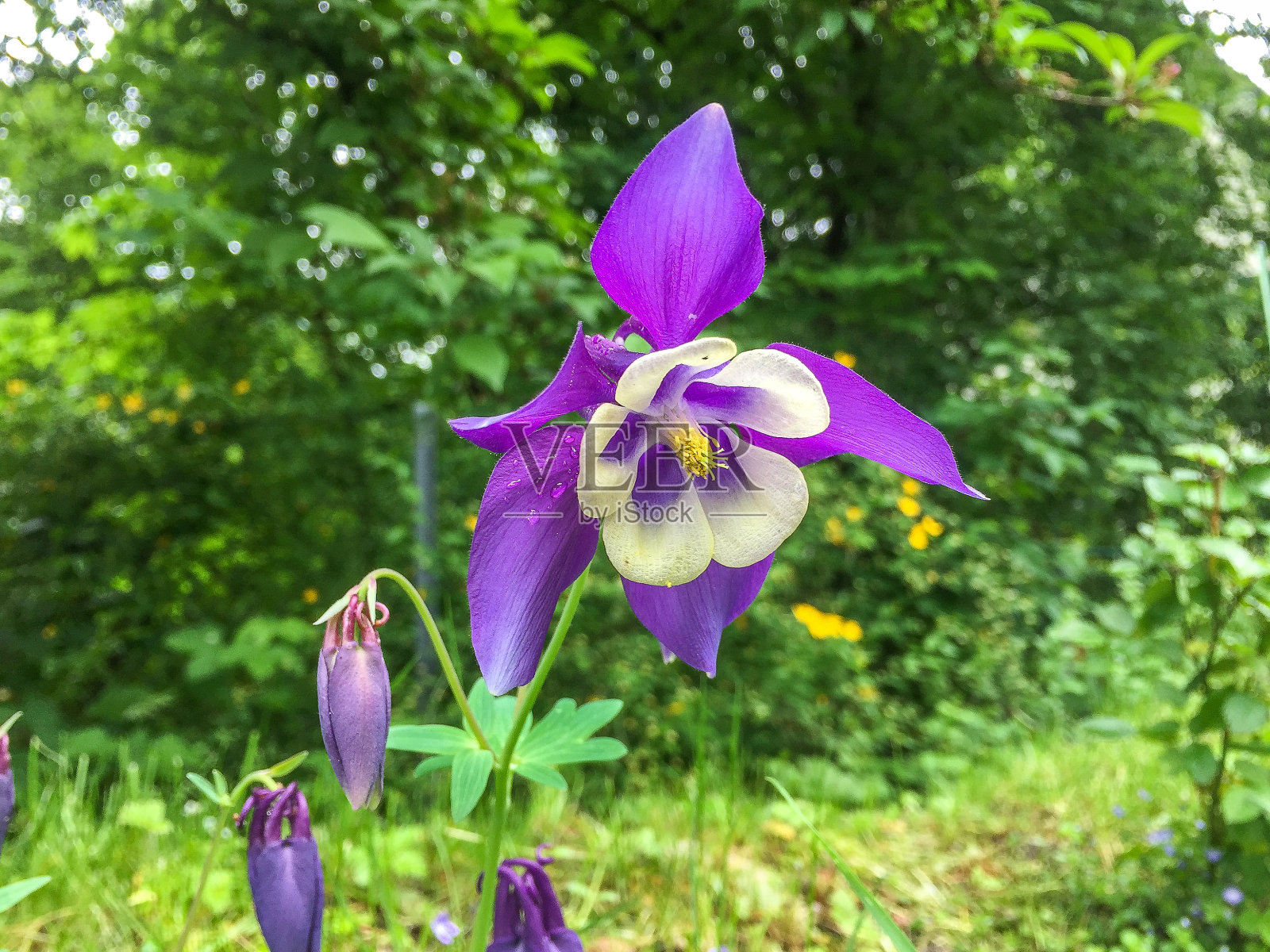 秋葵在夏天盛开照片摄影图片