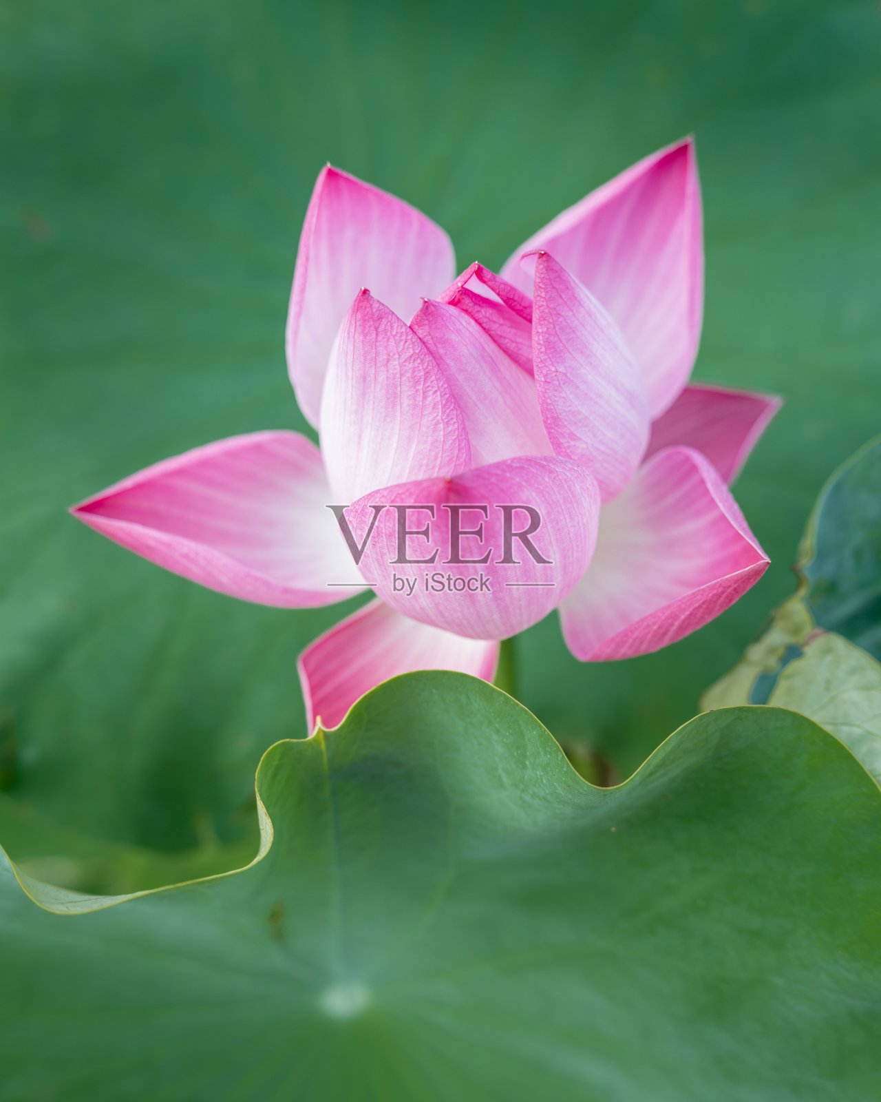 在韩国乌山市的Mungsa佛寺,粉红色的莲花特写照片摄影图片