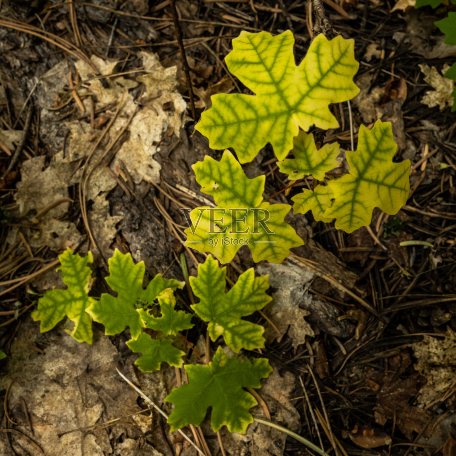 从泥土中生长出的绿色叶脉照片摄影图片