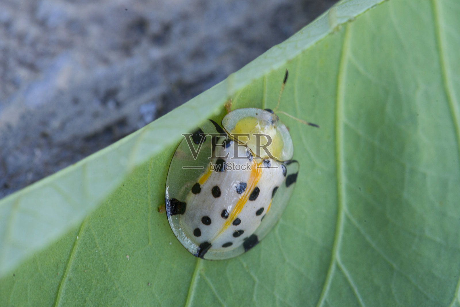 金色瓢虫在草叶子与焦点选择。照片摄影图片