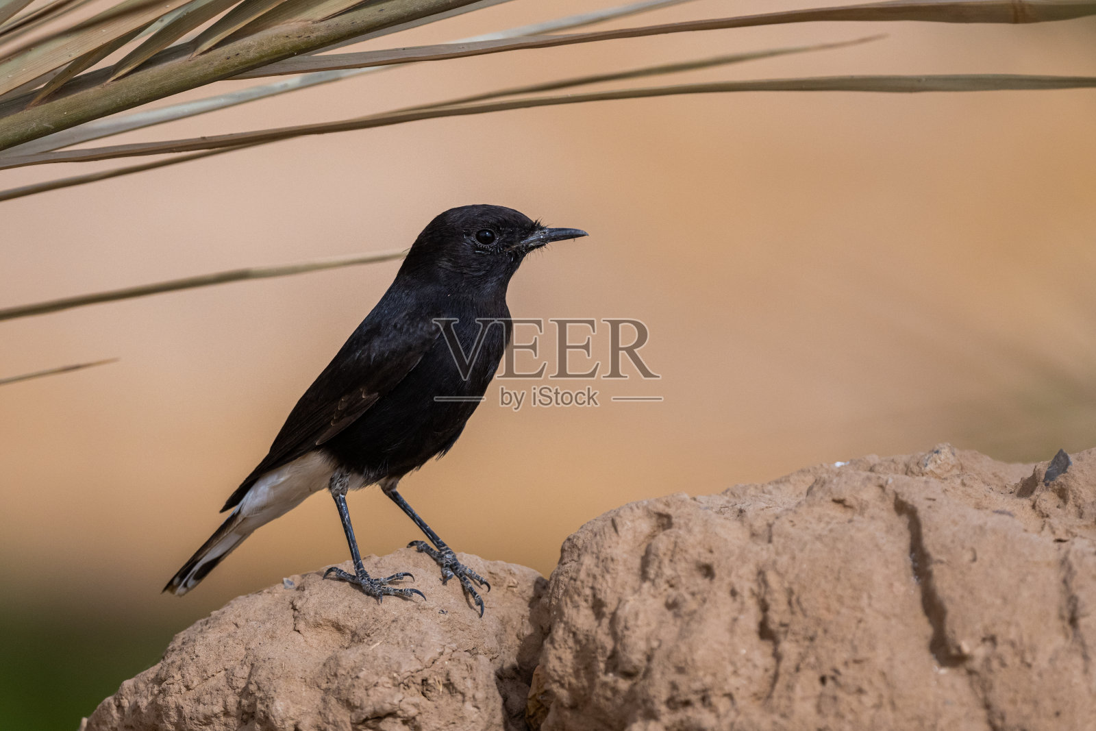 白冠小麦,Oenanthe leucopyga,摩洛哥照片摄影图片