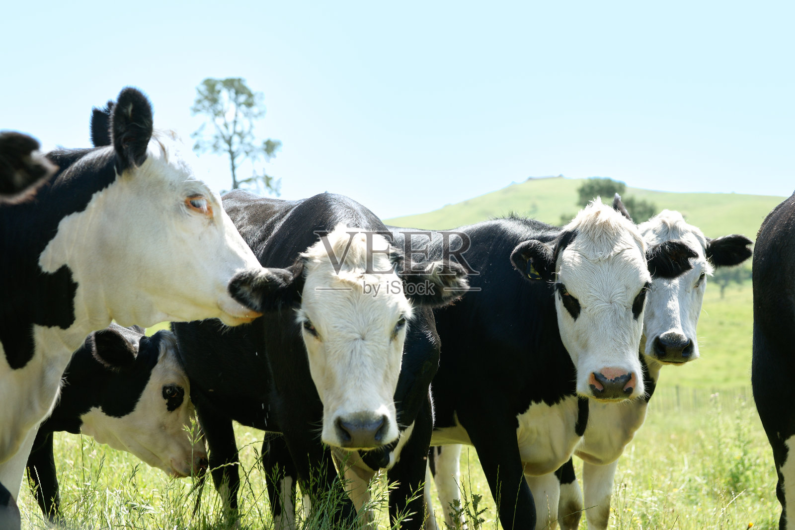 黑白相间的牛在农场围栏前好奇地走动。照片摄影图片