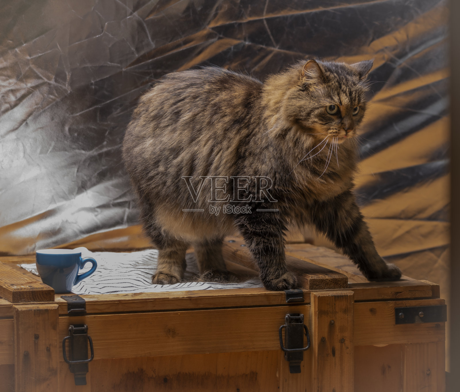 虎斑猫,长毛尾巴,银色背景照片摄影图片