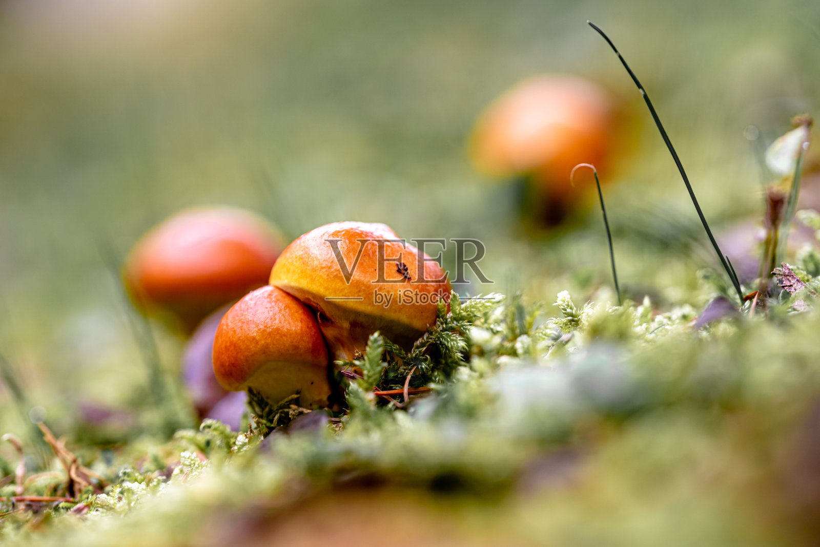 灰菇。森林食用菌。照片摄影图片