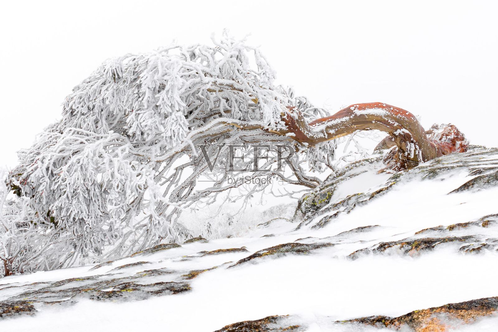 雪地里的雪口香糖照片摄影图片