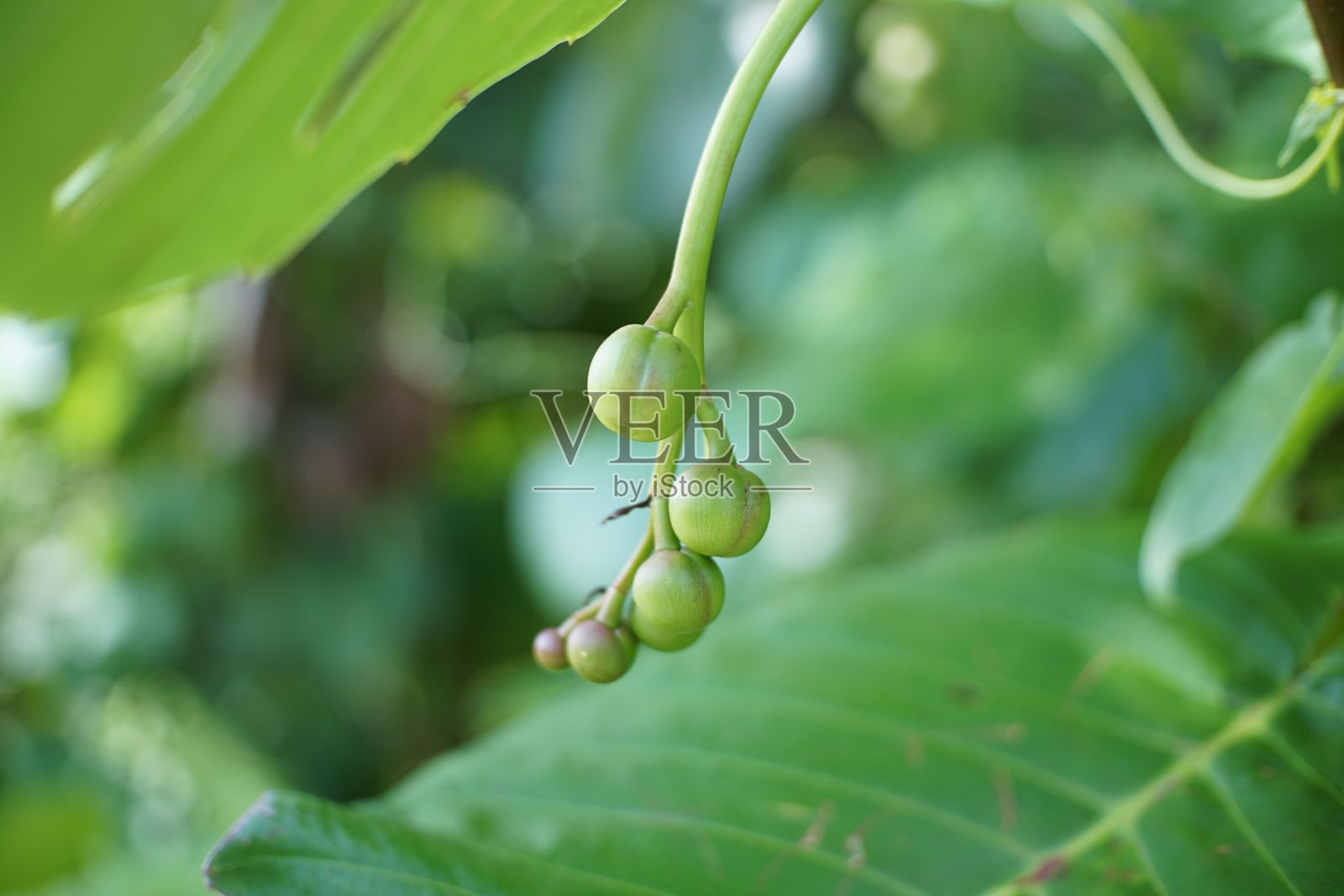 一株植物的芽在特写照片摄影图片