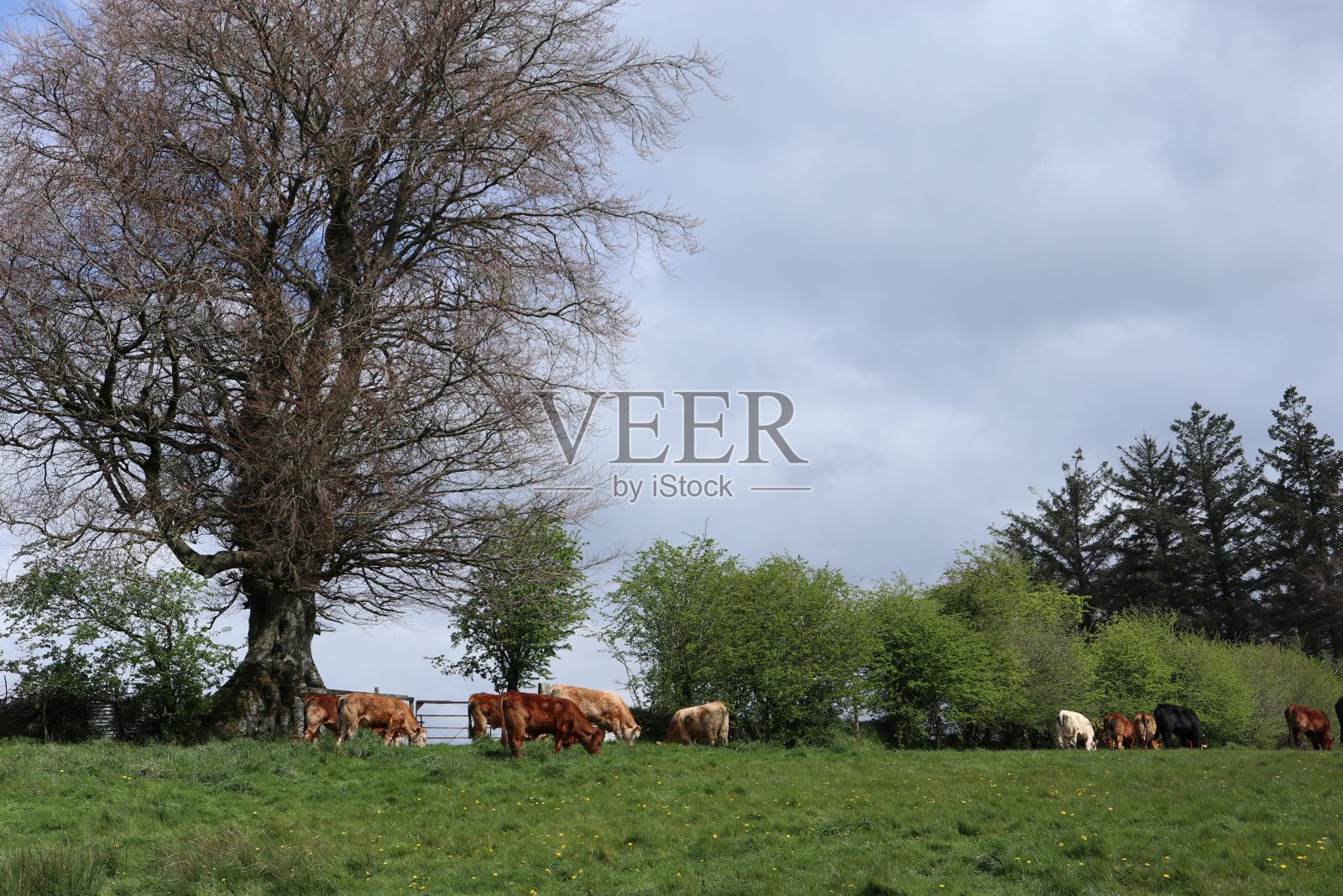 一群牛在被几棵树包围的开阔的绿色田野上吃草放松照片摄影图片