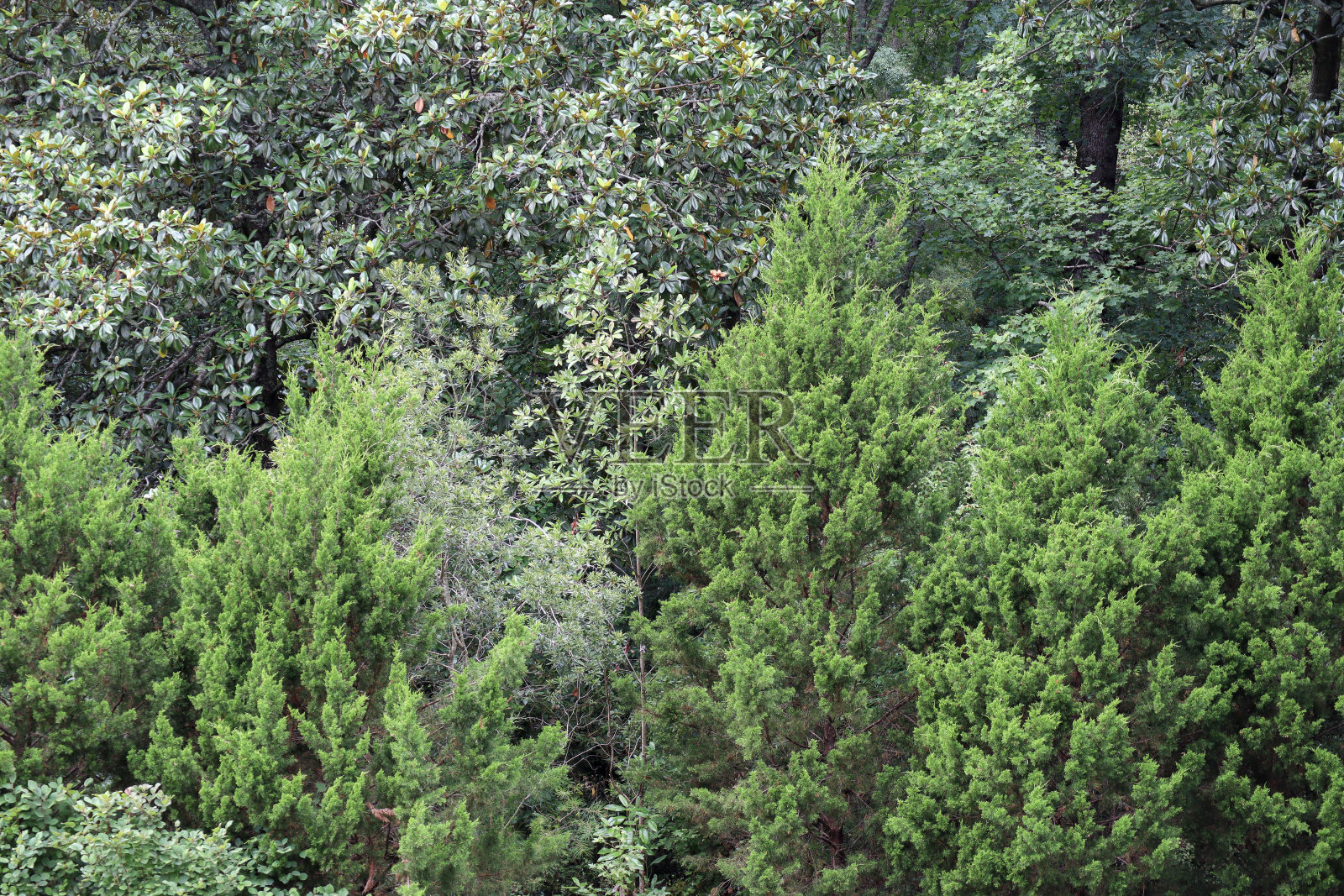 一些洛克利植物园的绿色植物照片摄影图片