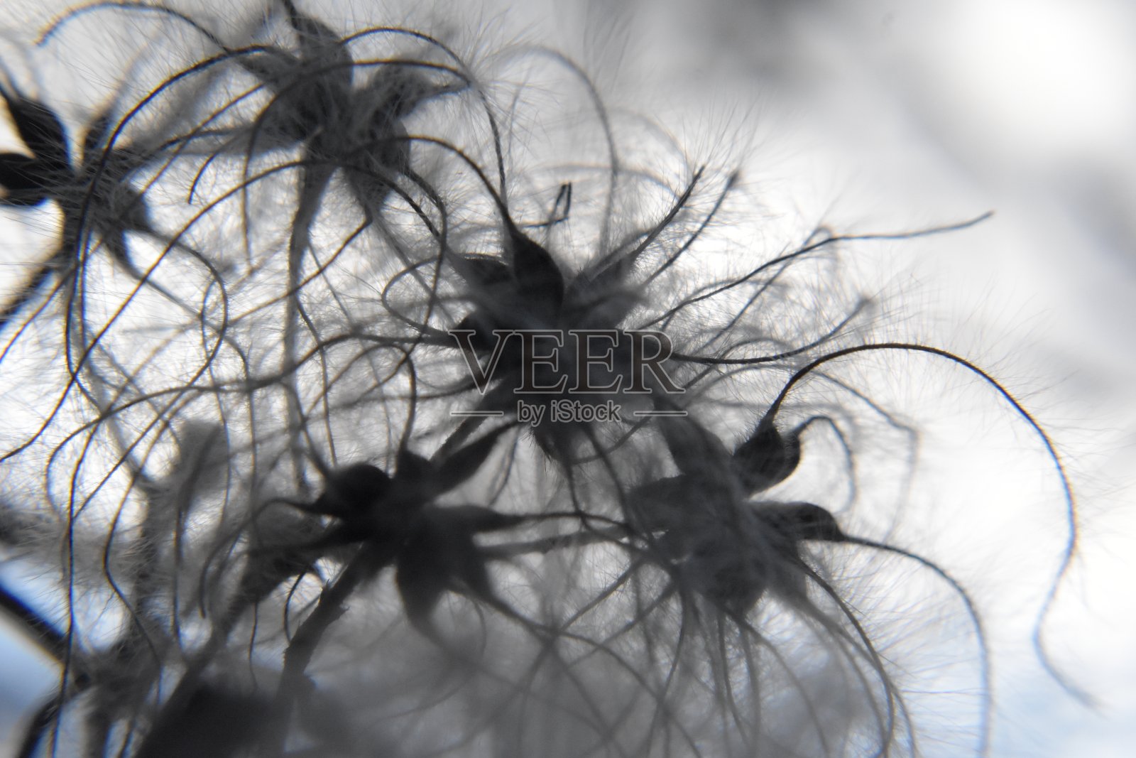 Clématite照片摄影图片