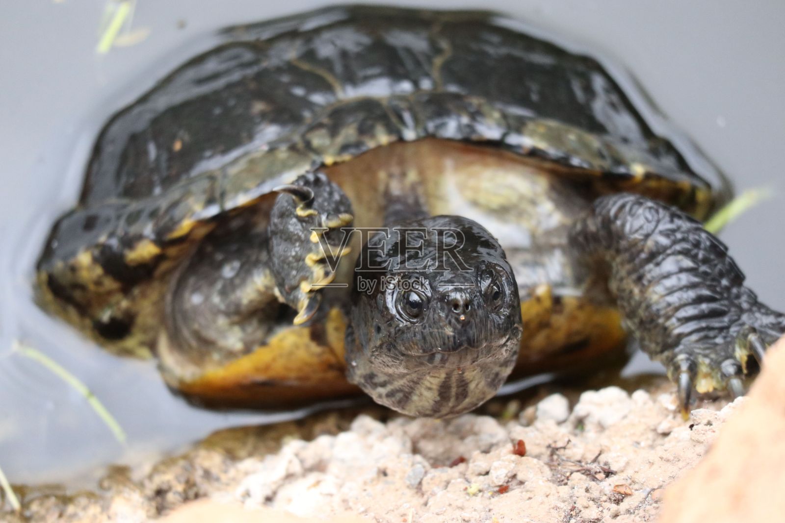 特写镜头,一只水龟从水里出来,朝着海岸线游去照片摄影图片