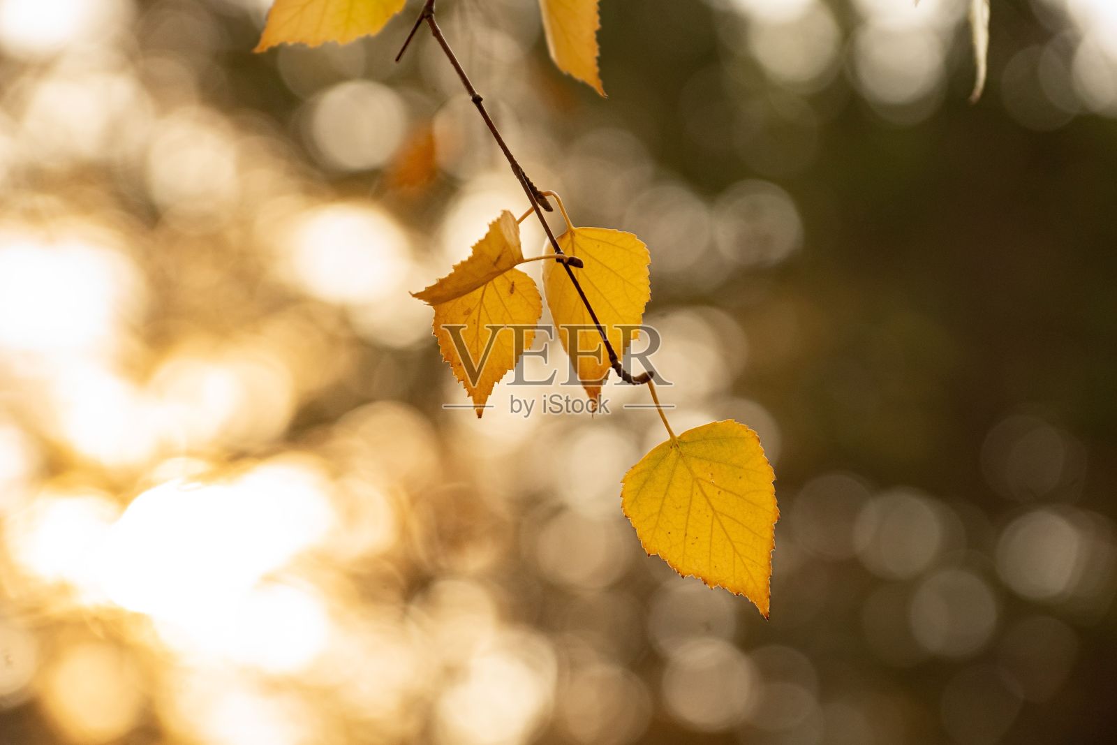 近距离观察挂在树枝上的黄叶照片摄影图片