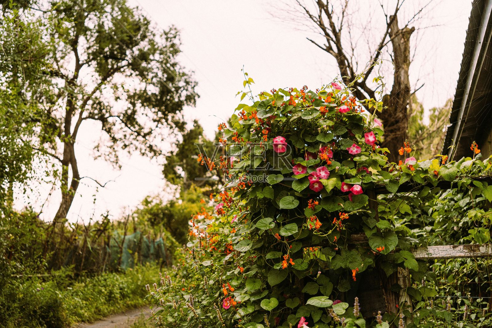 阳光明媚的一天,一个美丽的花园的低角度视图照片摄影图片