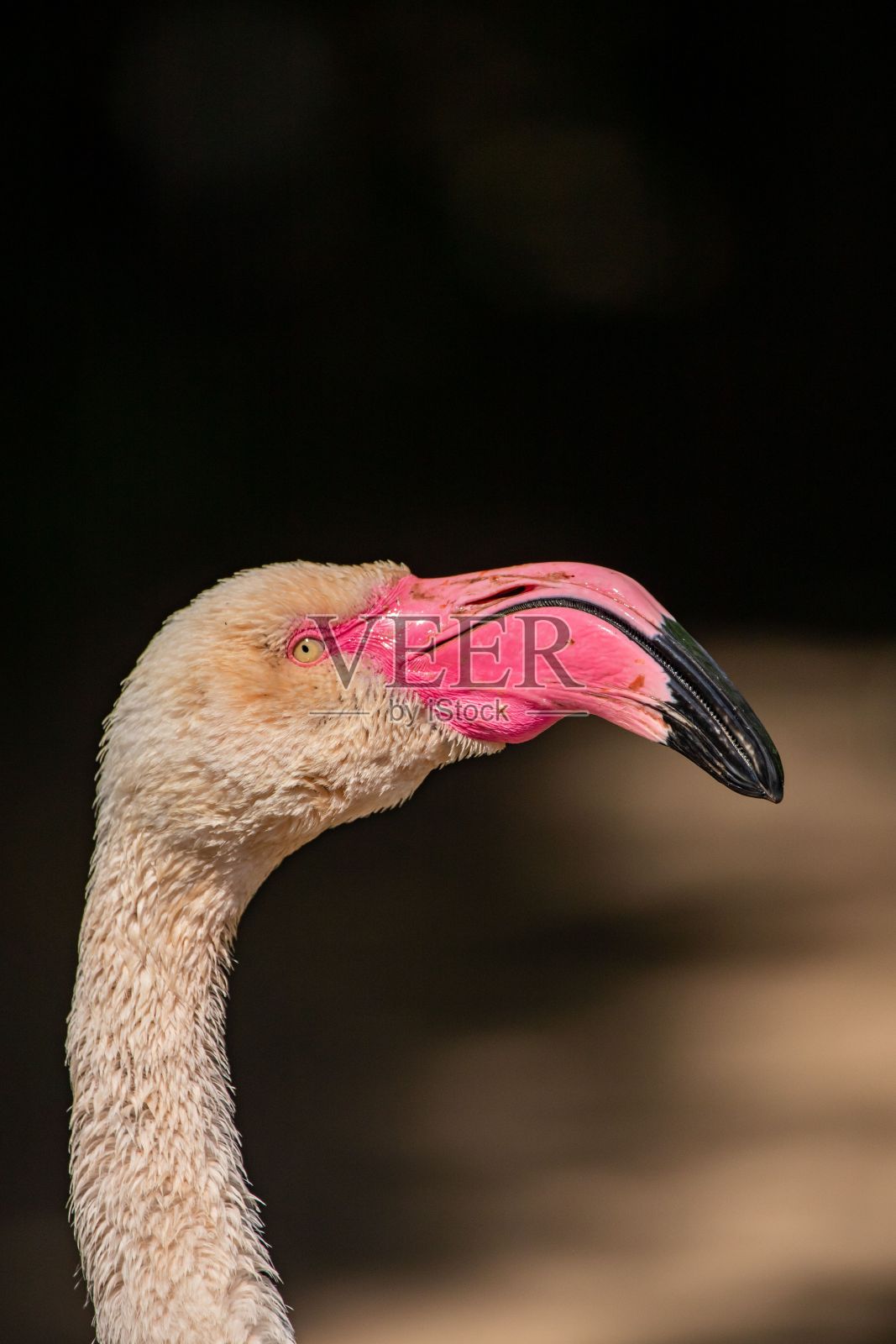 大火烈鸟的头部,垂直特写照片摄影图片