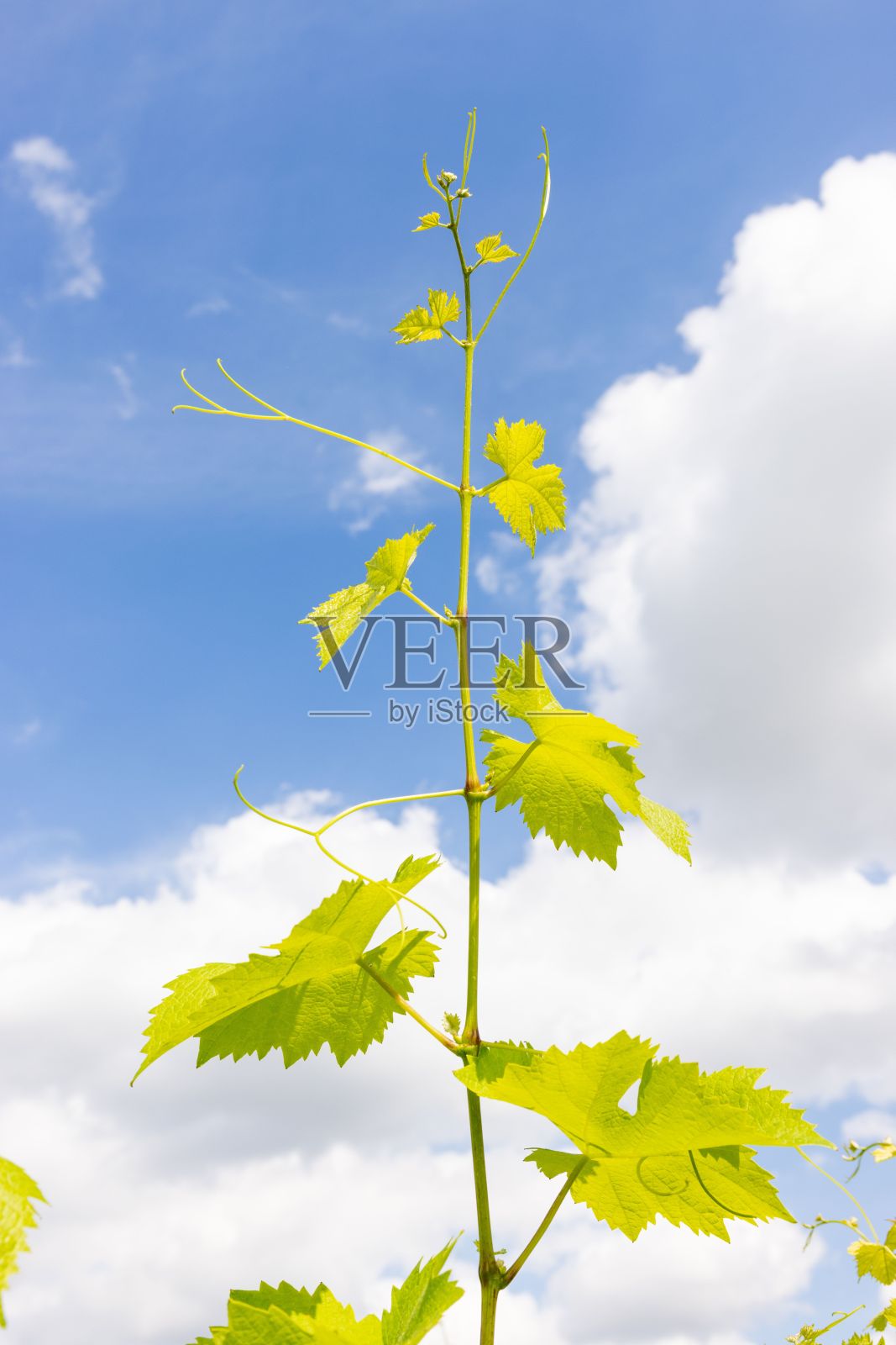 葡萄园生长夏季照片摄影图片