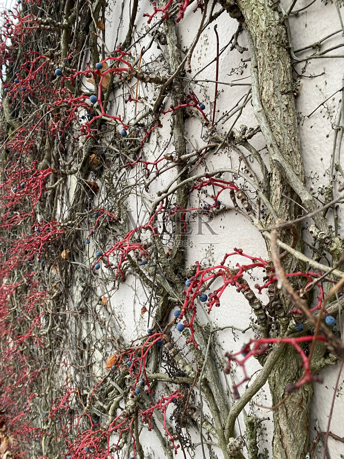 在墙上照片摄影图片