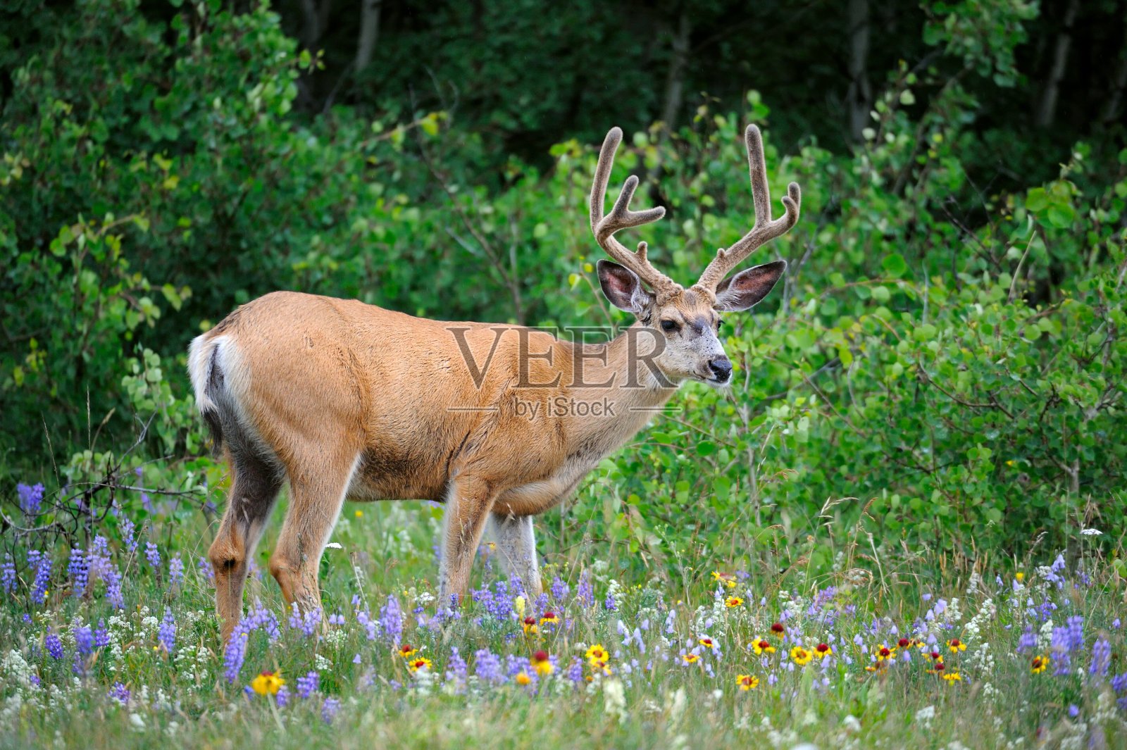 白尾鹿,沃特顿湖国家公园,阿尔伯塔省,加拿大照片摄影图片