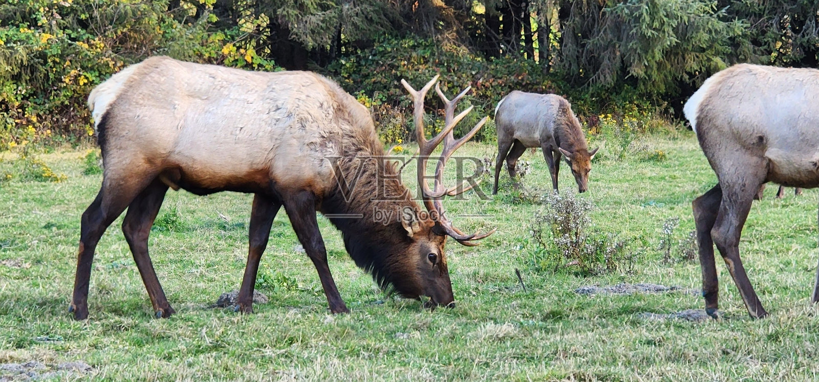 鹿在田野里吃草的全景图照片摄影图片
