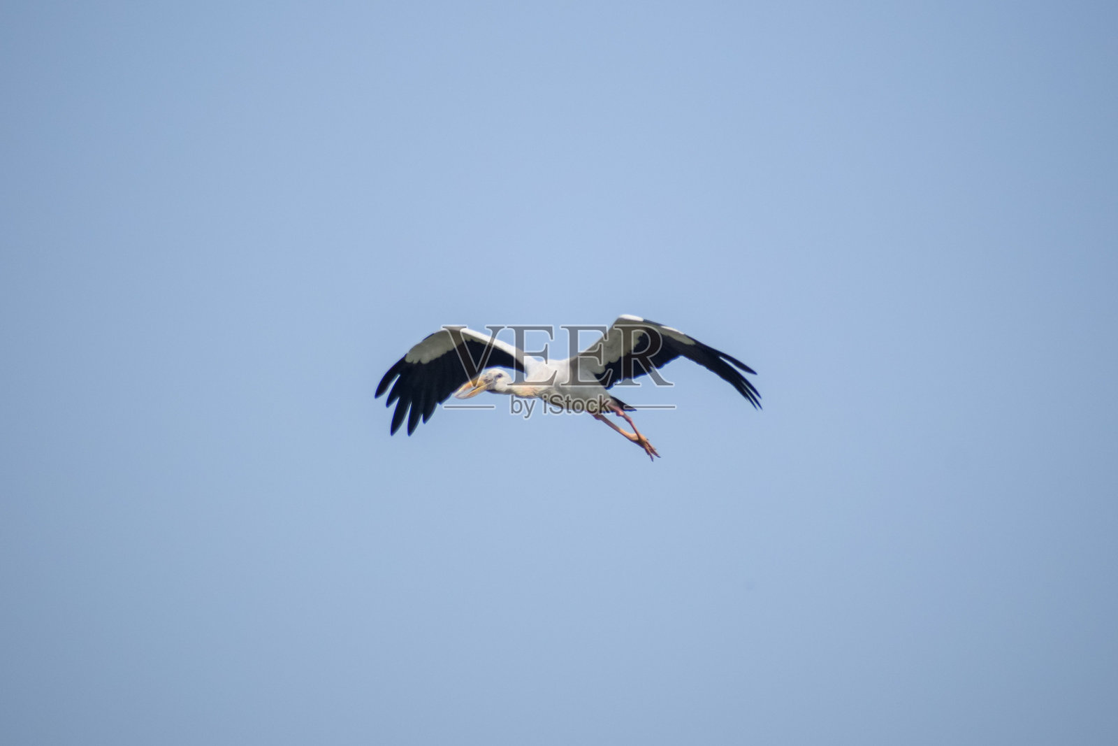 一只白鹳(Ciconia Ciconia)在天空中飞行的特写照片摄影图片