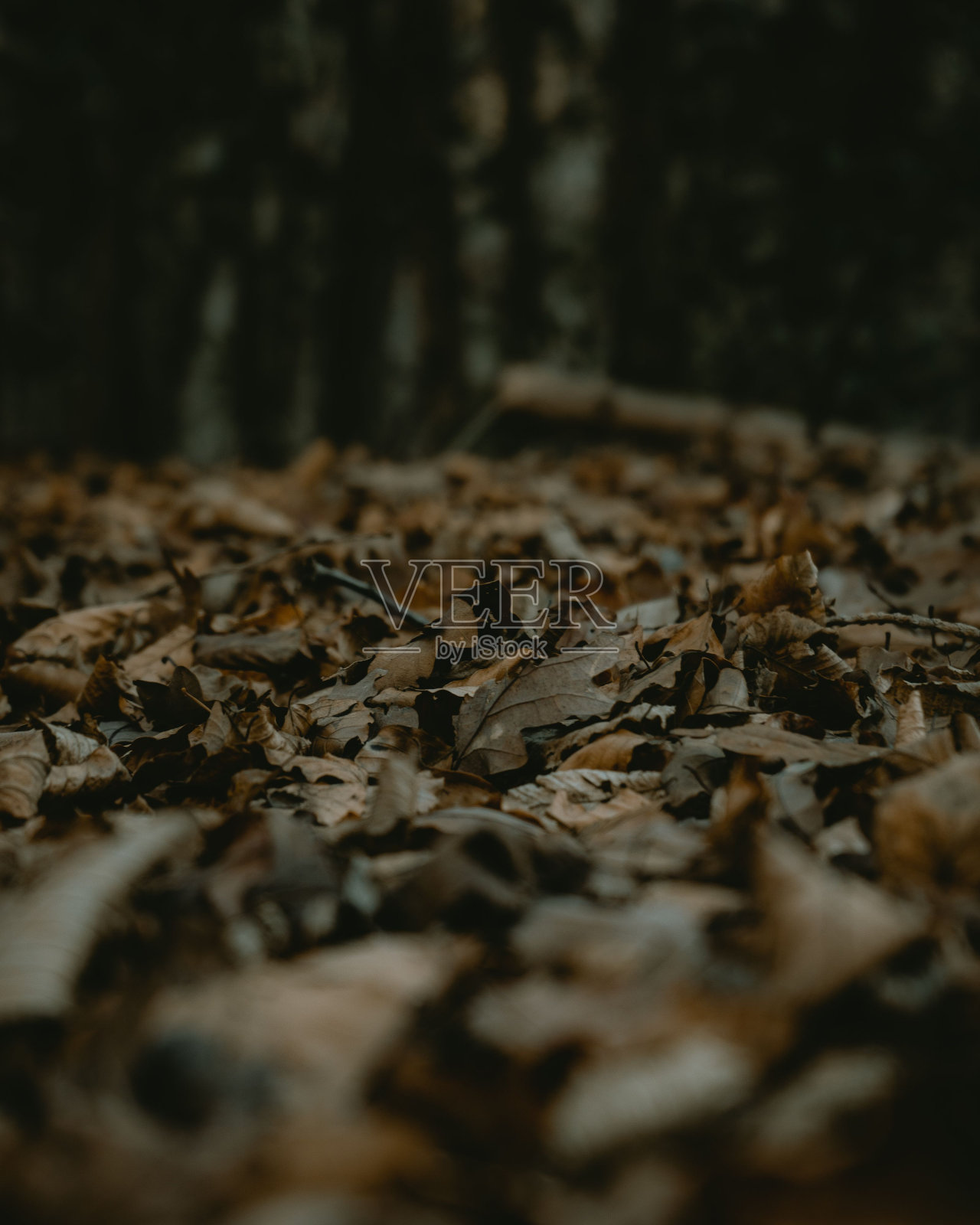 地面上干燥的秋叶的垂直镜头照片摄影图片