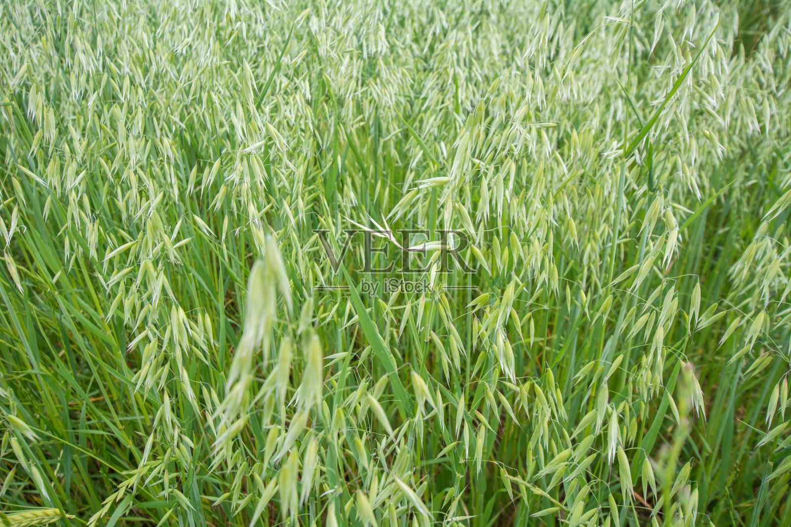 绿色田野与燕麦植物的特写照片摄影图片