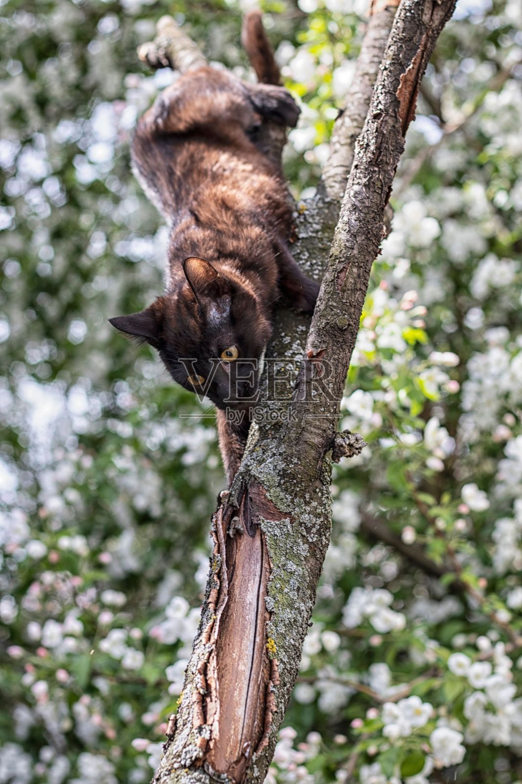 一只可爱的猫在树上往下看照片摄影图片