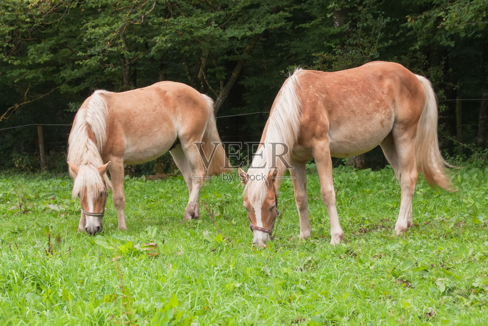 优雅的米色马在以树木为背景的田野里吃草照片摄影图片
