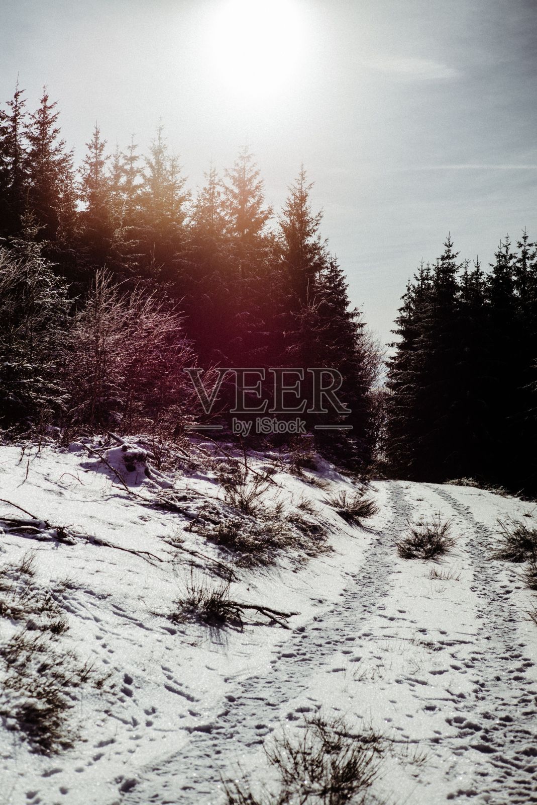 森林里的小路被雪覆盖着照片摄影图片