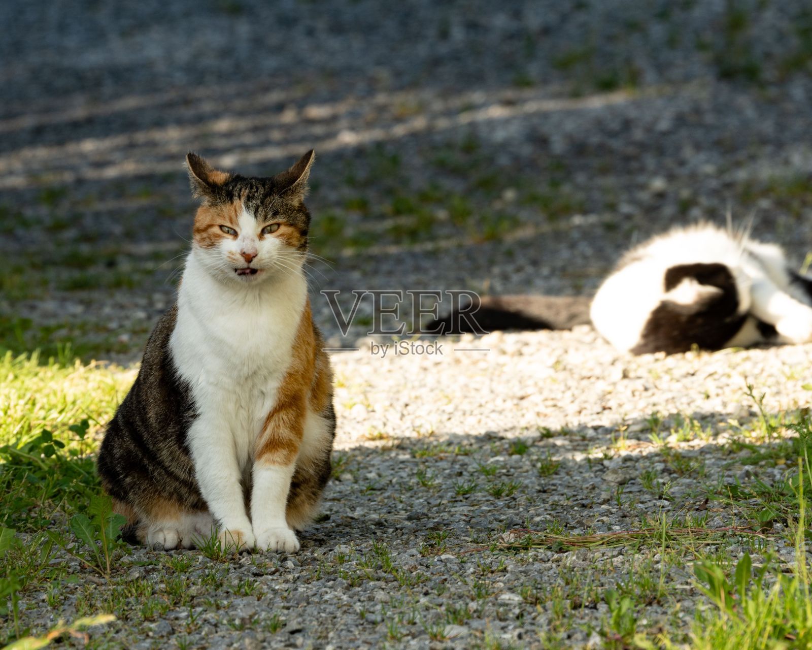 好奇的三色猫坐在地上照片摄影图片