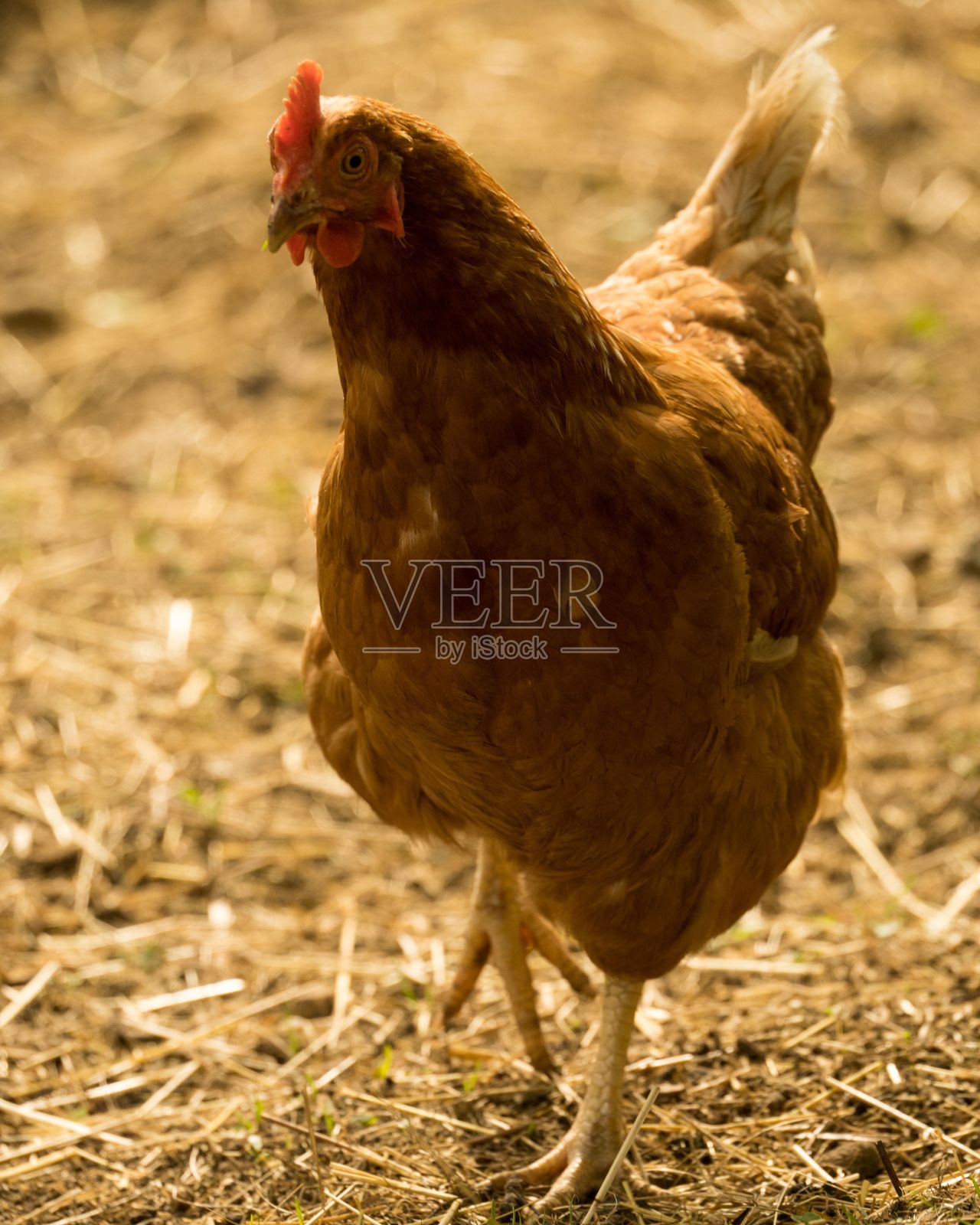 农场上棕色母鸡的特写照片摄影图片