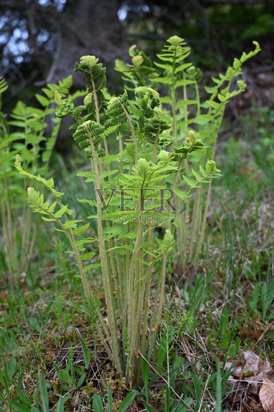 垂直拍摄的鹰蕨植物在自然背景照片摄影图片