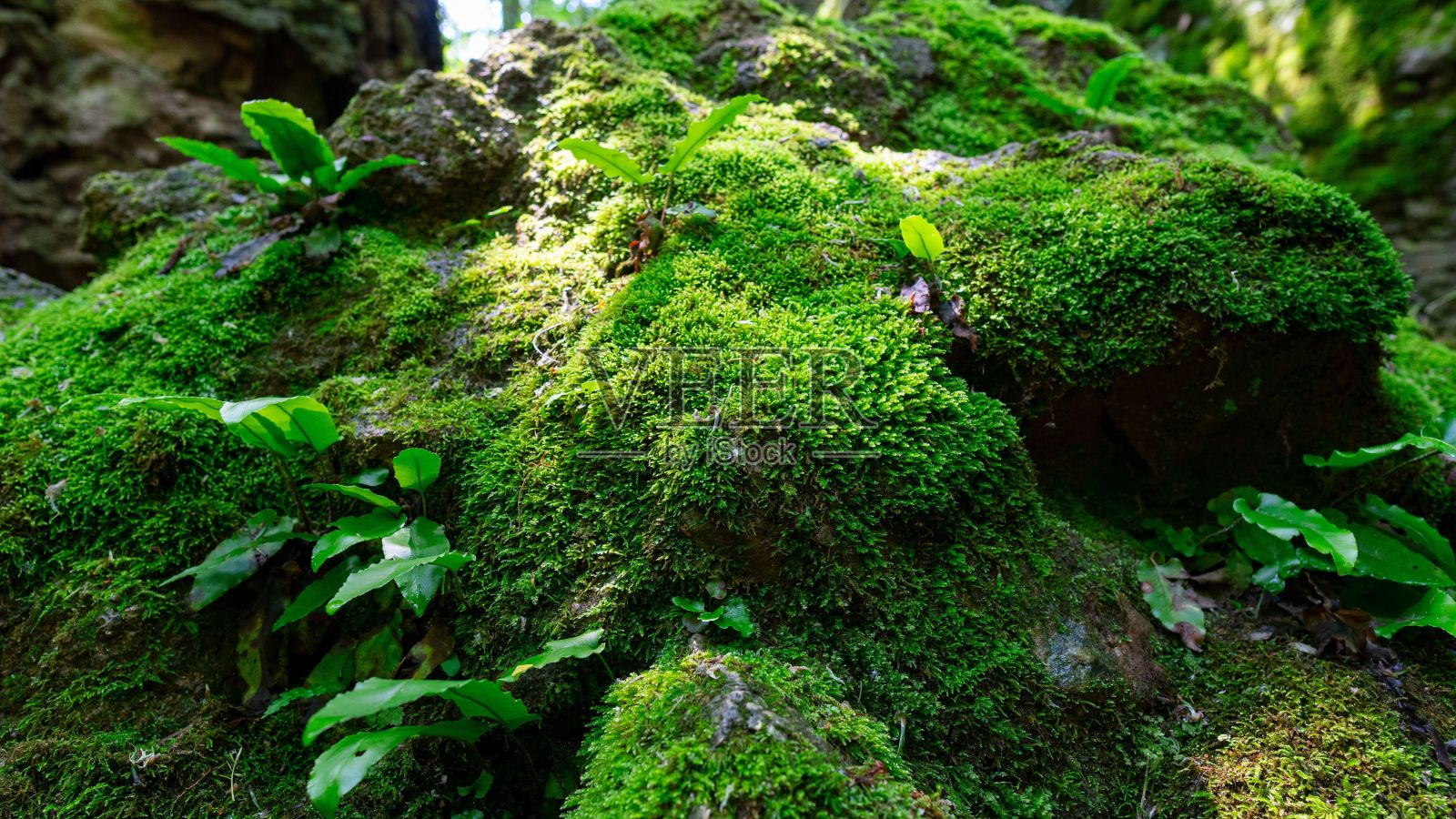 近距离的苔藓岩石在阳光下的森林照片摄影图片