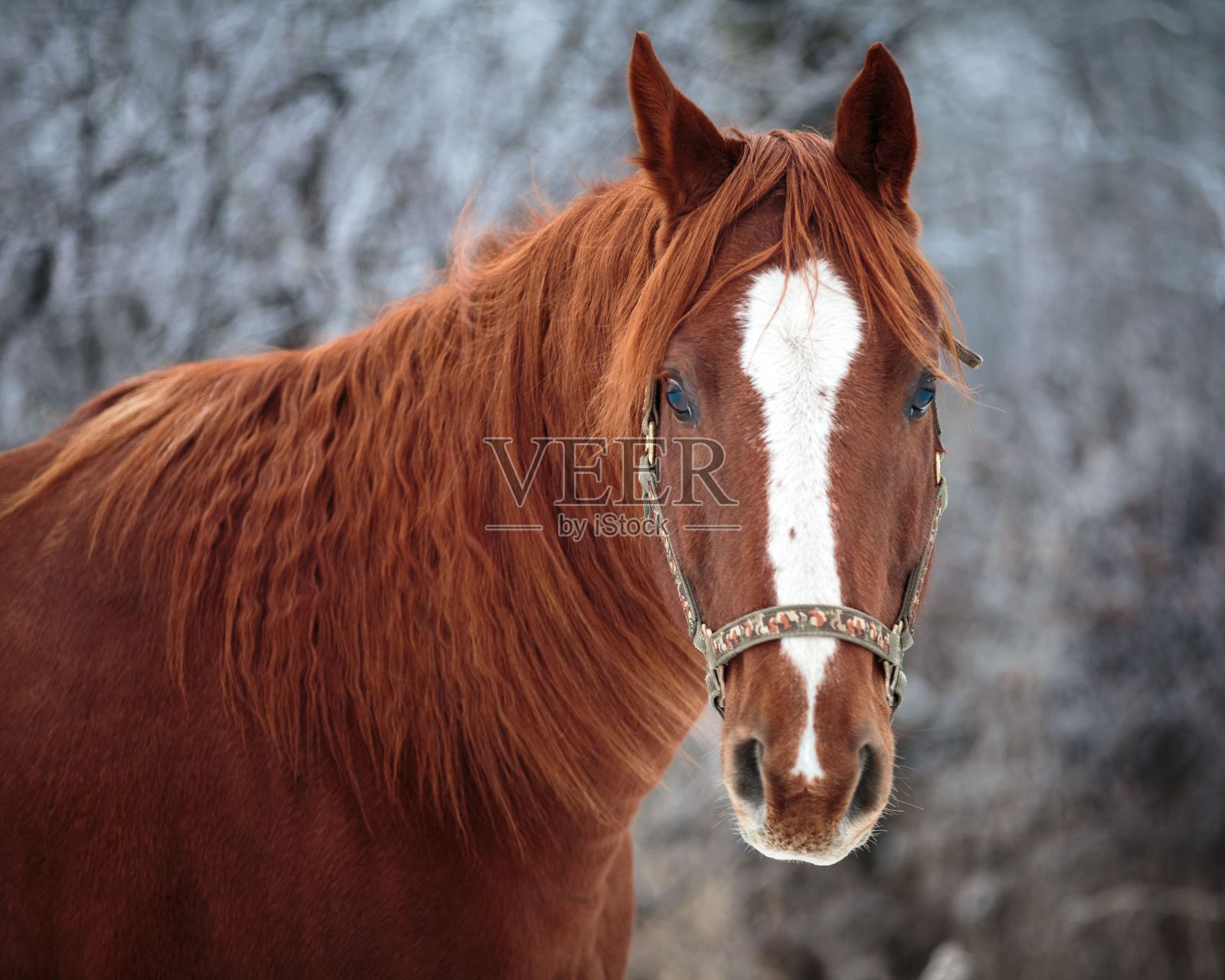 选择性聚焦在雪林中的一匹棕色马照片摄影图片