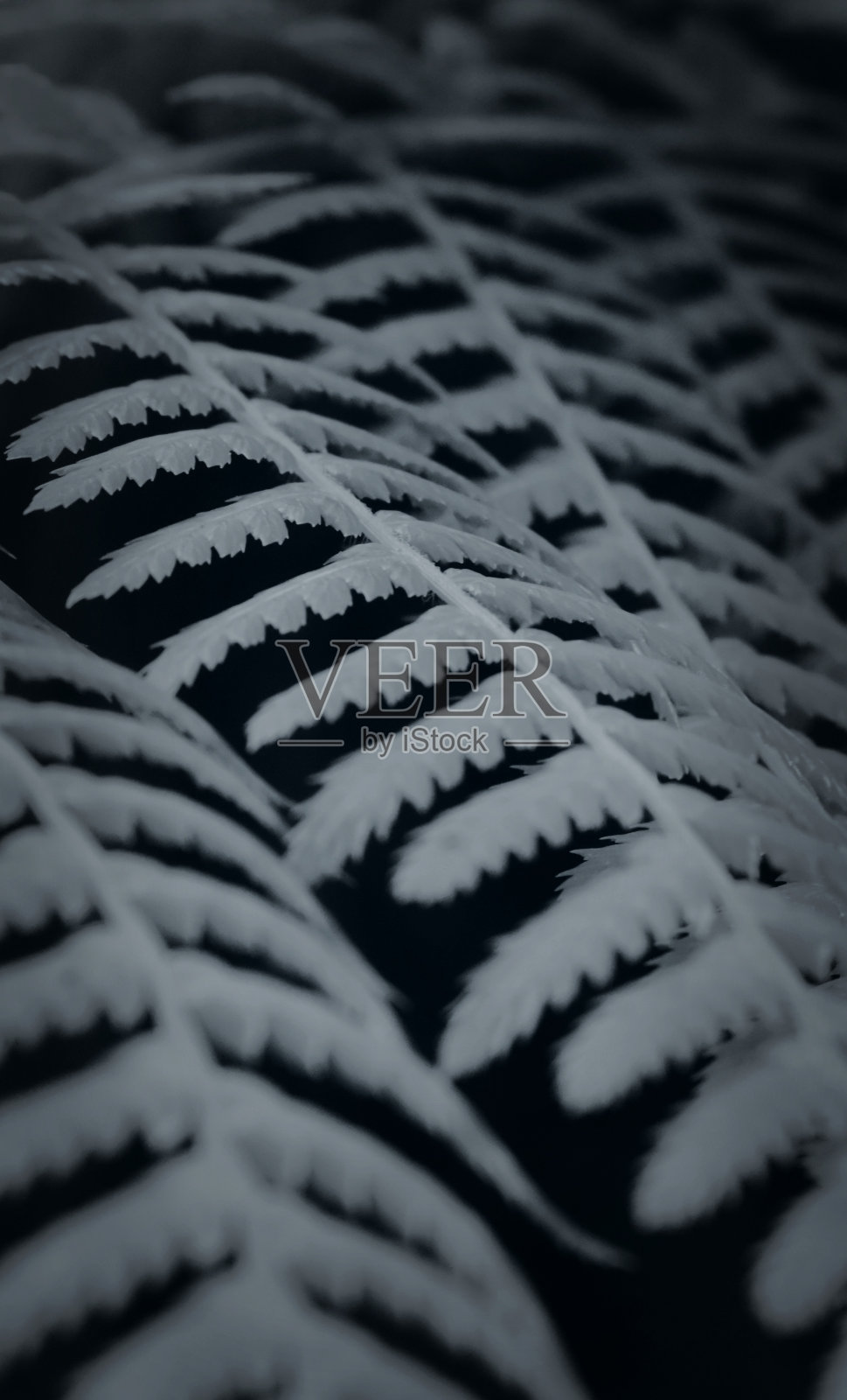 植物照片摄影图片