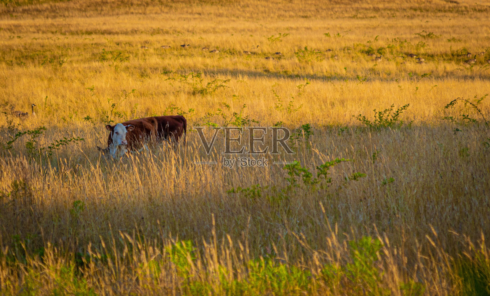 在美国新英格兰,一头牛站在农场里照片摄影图片