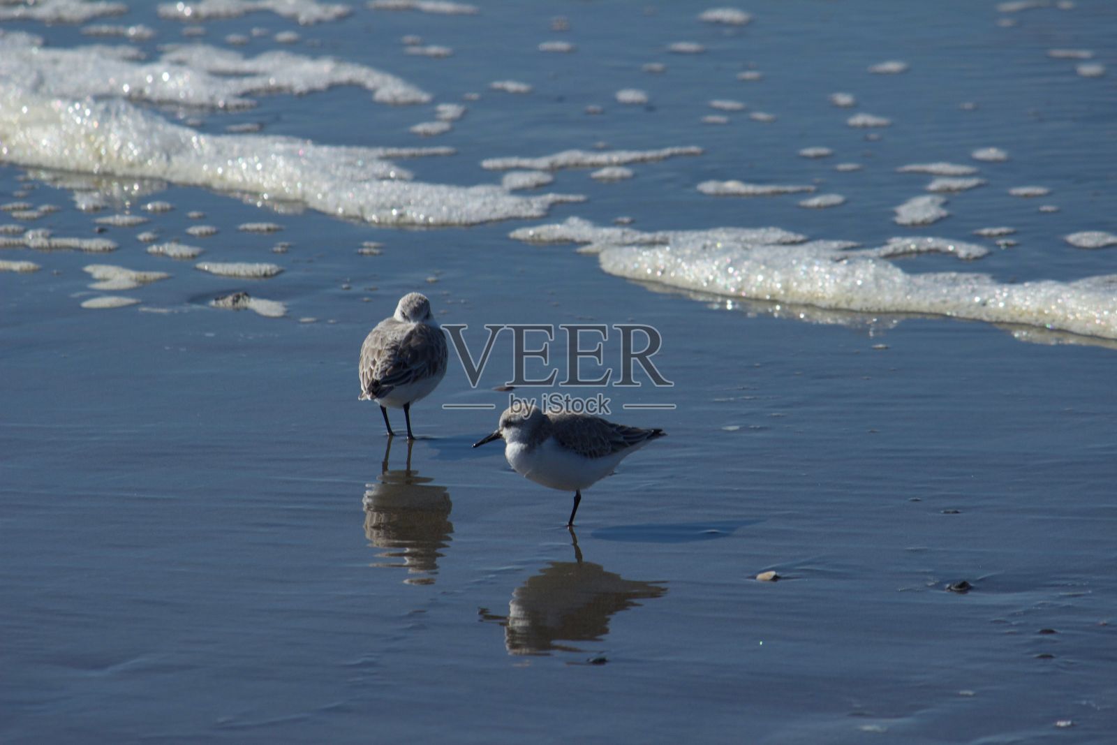 两只矶鹬栖息在蓝色大海附近的海滩上照片摄影图片