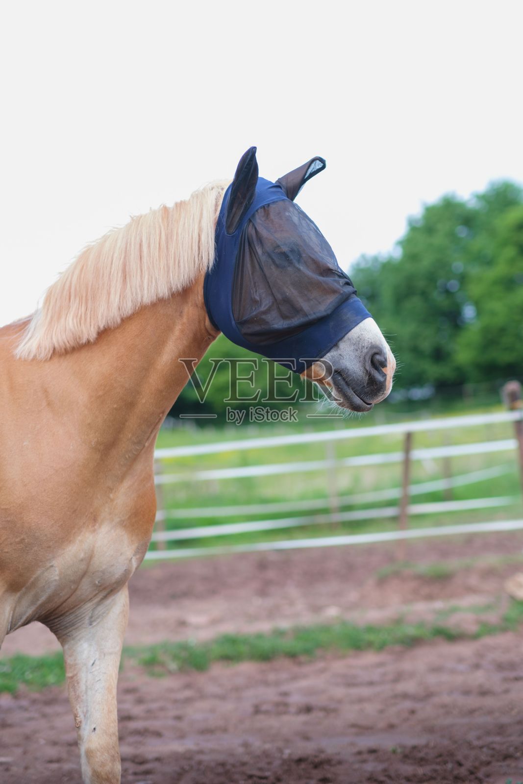 垂直拍摄的美丽的马Haflinger与苍蝇面具在他的头上散步围场照片摄影图片